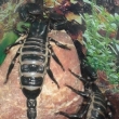 Pandinus Imperator
