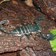 Pandinus Imperator